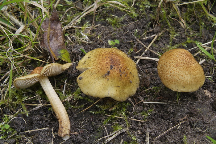 Populiervezelkop - Inocybe squamata